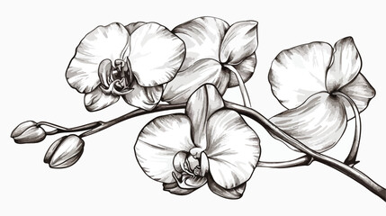 Vector sketch of orchid flower Vector illustration is