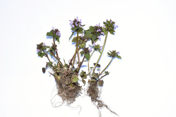 Herbarium. Purple lily bush, purple flowers, stem and root system.