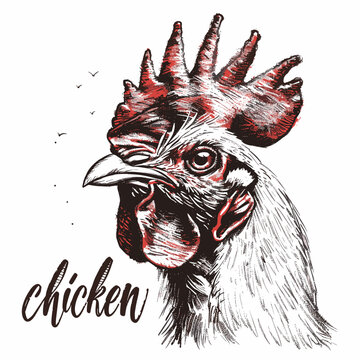 Hand drawn illustration of rooster head. Vector illustration of rooster.