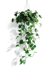Green variegated leave hanging scindapsus pictus exotica plant popular foliage tropical houseplant transparent background, with shadows 
