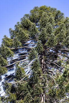 Tall Bunya Pine against blue sky