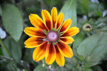 Gelb-rote Rudbeckie(Sonnenhut)-Leuchtende Herbstblume im Garten