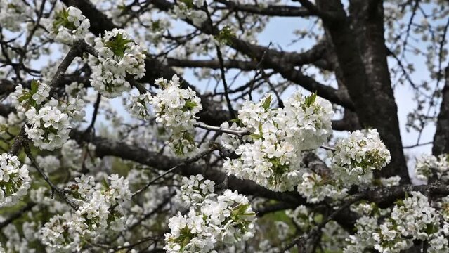 Cherry tree blooming, flowers in the wind, breeze, cherry, bloosom