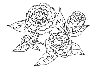 Illustration of camellia branch. Beautiful decorative plant.