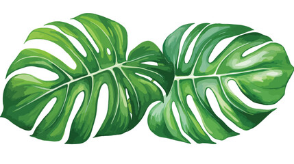 Watercolor tropical monstera leaves hand drawn illustration