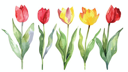 Watercolor tulip flowers isolated on white background