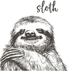 Fototapeta premium Vector hand drawn illustration of sloth. Isolated on white background.