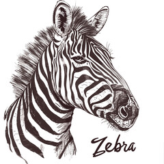 Fototapeta na wymiar Zebra. Vector illustration of a zebra on a white background.