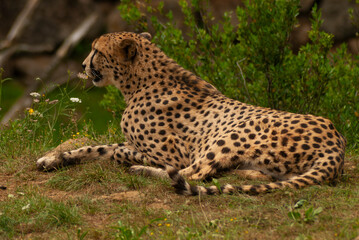 Sitting cheetah