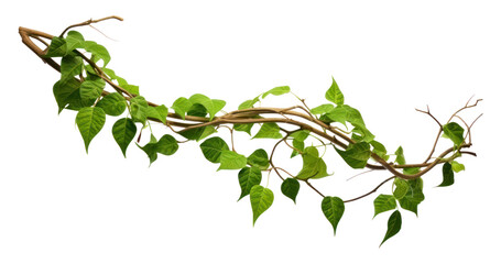 PNG Jungle vines plant leaf ivy - obrazy, fototapety, plakaty