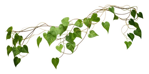 Obraz premium PNG Jungle vines plant leaf white background.
