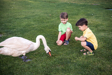 Care and safety of animals concept. Two Little boy kid feeding playing with beautiful swan. Children having fun with big white bird