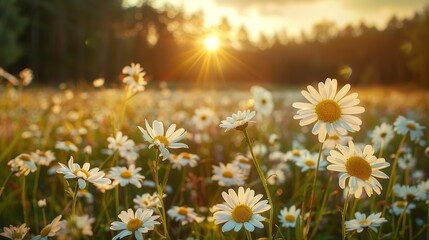 Wildflower meadow before dense forest, close-up on daisies, eye-level view, golden sunset light 
