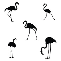 illustration with a set of flamingos silhouettes isolated on white background
