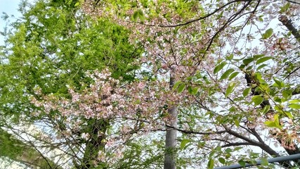 Cherry blossoms in residential area, Kyoto, Japan