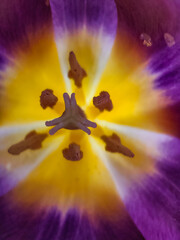 The inner part of a flower bud of a purple tulip. Tulip core with yellow pistil and stamens. macro shot. Floral background