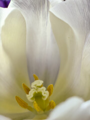 Inner part of white tulip flower bud. Tulips heart with yellow pistil and stamens. macro photo. Floral background