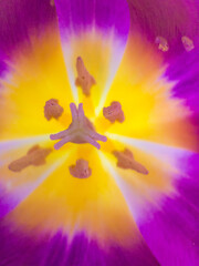 The inner part of a flower bud of a purple tulip. Tulip core with yellow pistil and stamens. macro shot. Floral background