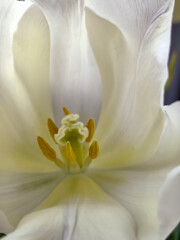 Inner part of white tulip flower bud. Tulips heart with yellow pistil and stamens. macro photo. Floral background