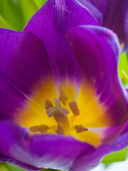 The inner part of a flower bud of a purple tulip. Tulip core with yellow pistil and stamens. macro shot. Floral background