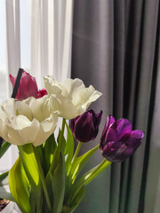 Bouquet of multicoloured tulips close-up