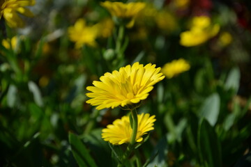 Leuchtend gelbe Blüten im Sommergarten-Sonnige Blumenpracht