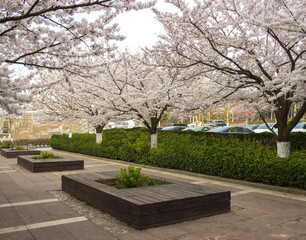 Spring time in Qingdao. Sakura blossom. Landscape of ZhongShan Park.