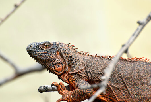 Legwan czerwony siedzący na gałęzi