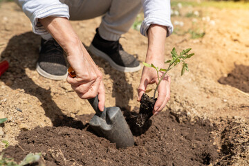 Using a shovel, the person is planting a small plant in the soil with a gesture of their thumb. The...