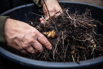 a man harvests fresh Jerusalem artichoke tubers