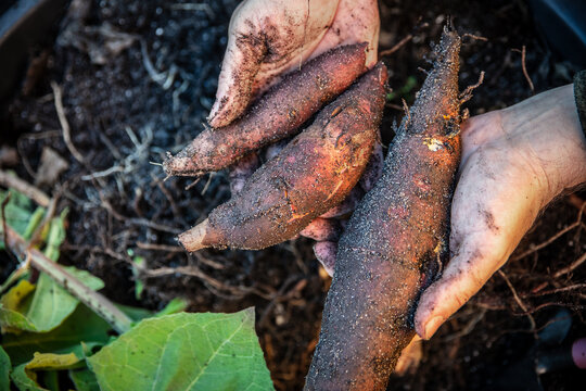 Fresh healthy yacon tubers or roots are harvested