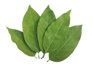 Green leaves isolated on white background.