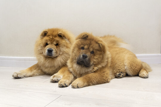 Dogs of the chow chow breed lie on the floor