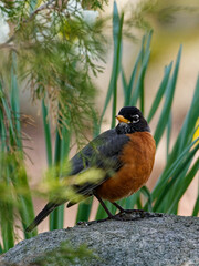 Red Robin on a rock