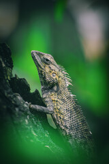 green lizard from a tropical forest on a tree trunk from a side angle of the camera while his eyes look at the camera