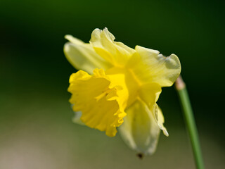 Fototapeta premium yellow daffodil flower