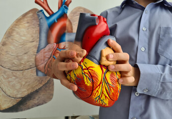 Man Holding Model of Human Heart