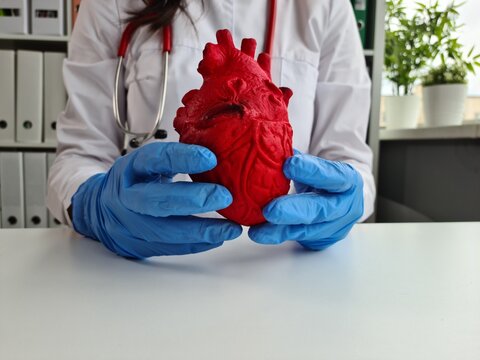 Cardiologist doctor shows anatomy of heart and blood vessels