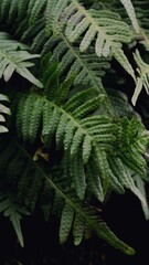 fern leaves