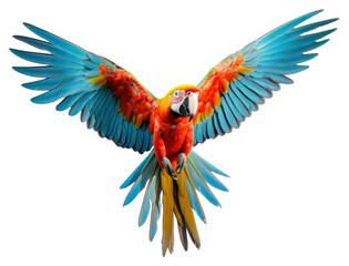 PNG Parrot animal macaw bird - obrazy, fototapety, plakaty