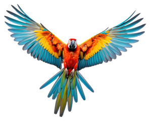 PNG Animal parrot macaw bird