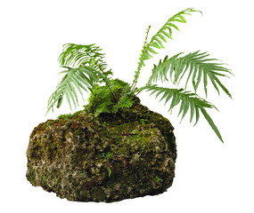 Tropical plant fern moss bush Flowers tree jungle stone rock isolated on white background with clipping path.