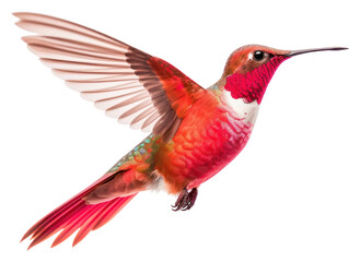 Naklejka premium PNG Hummingbird animal flying beak