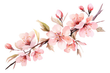 PNG Flower blossom plant inflorescence - obrazy, fototapety, plakaty