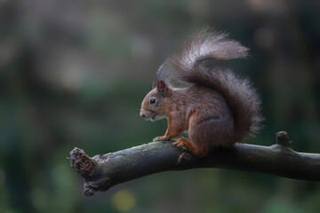 Eurasian red squirrel (Sciurus vulgaris) on a branch. Noord Brabant in the Netherlands.            ...