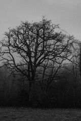 tree in fog
