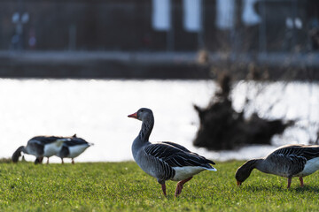 Greylag geese on the banks of the Elbe in Dresden, Germany