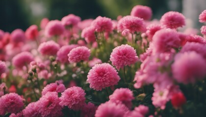 Pink flowers close up. Bouquet of red flowers. City flower beds, a beautiful and well-groomed garden