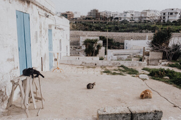 Mediterranean Cats