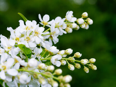 Black Dogwood, Hagberry or Bird Cherry, also known as the Mayday Tree. White bunches of attractive flowers.